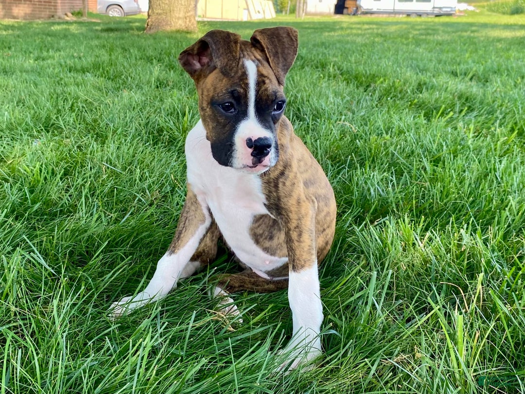 Boxer dogs for sale: Roxie - Image 2