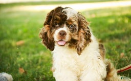 Cocker Spaniel dogs for sale: Beckham - Image 29