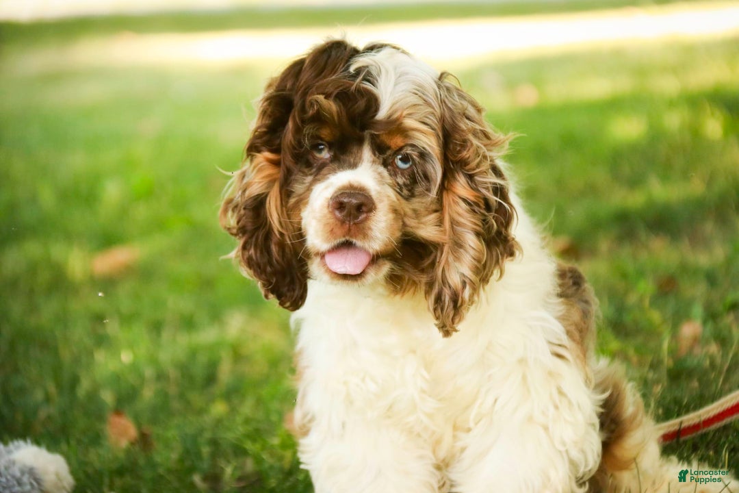 Cocker Spaniel dogs for sale: Beckham - Image 29