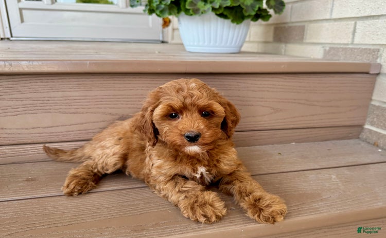 Cockapoo dogs for sale - Ad 5