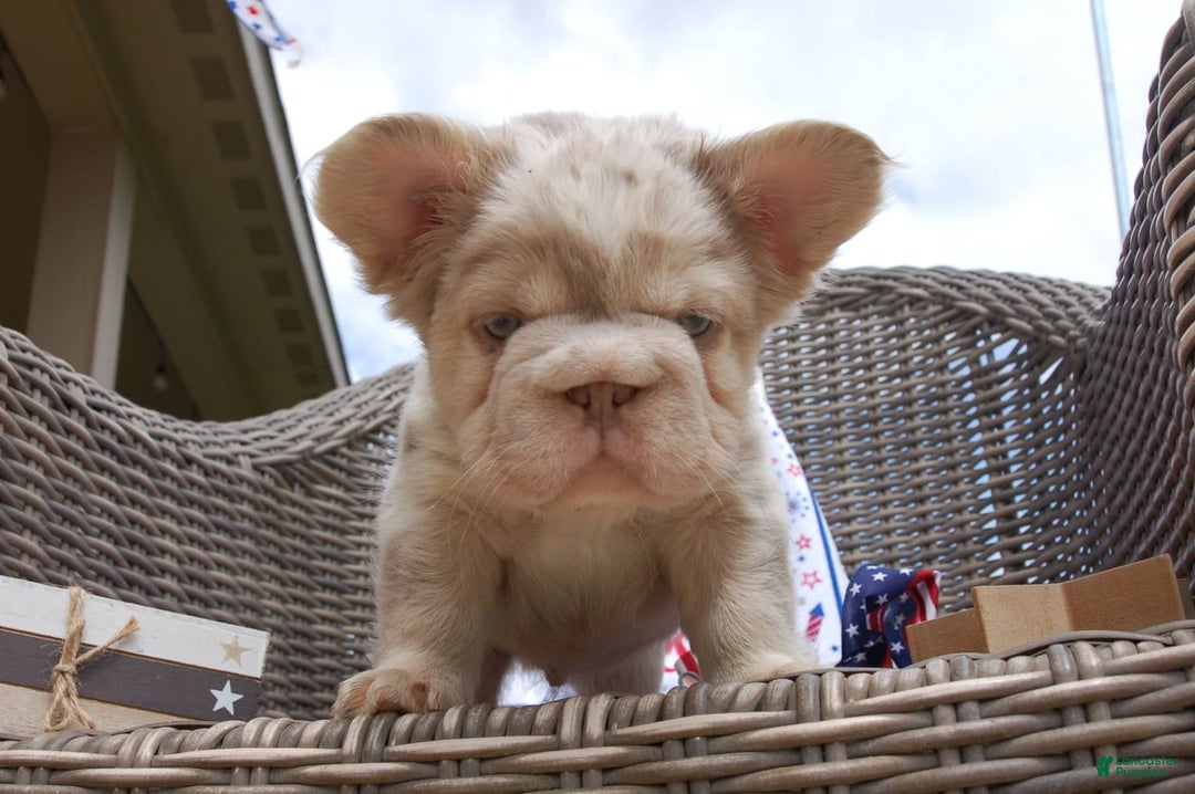 French Bulldog dogs for sale: Nate - Image 11