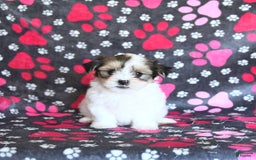 Shorkie dogs for sale: Karl - Image 1