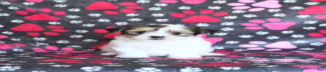 Karl