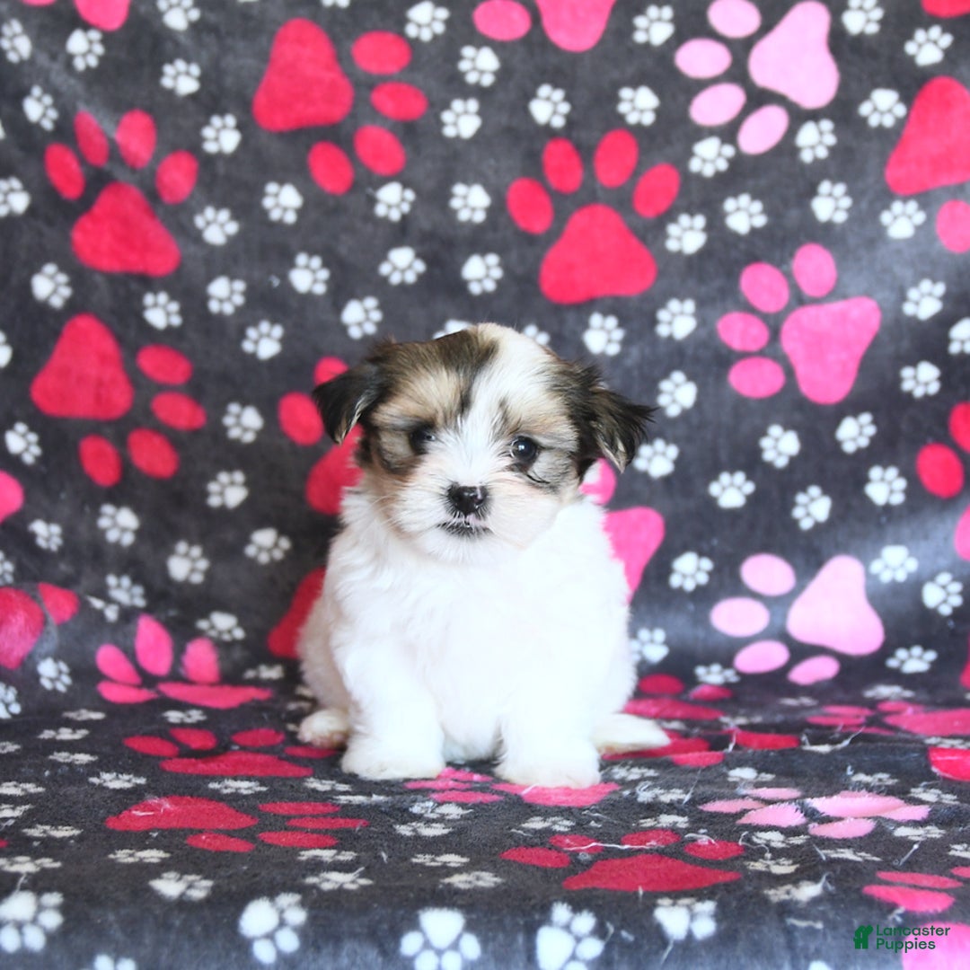 Shorkie dogs for sale: Karl - Image 1
