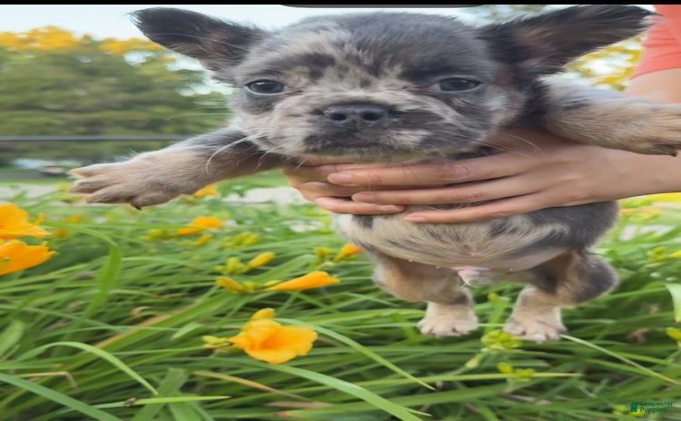 French Bulldog dogs for sale - Ad 1