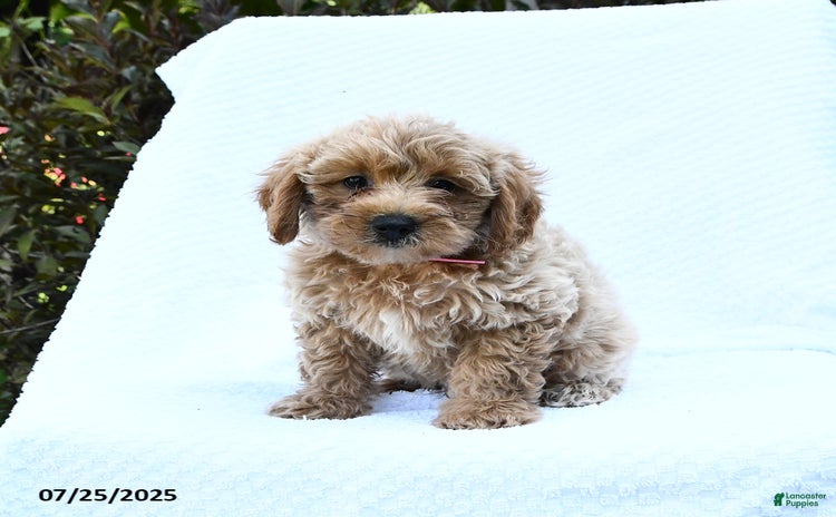Cockapoo dogs for sale - Ad 3