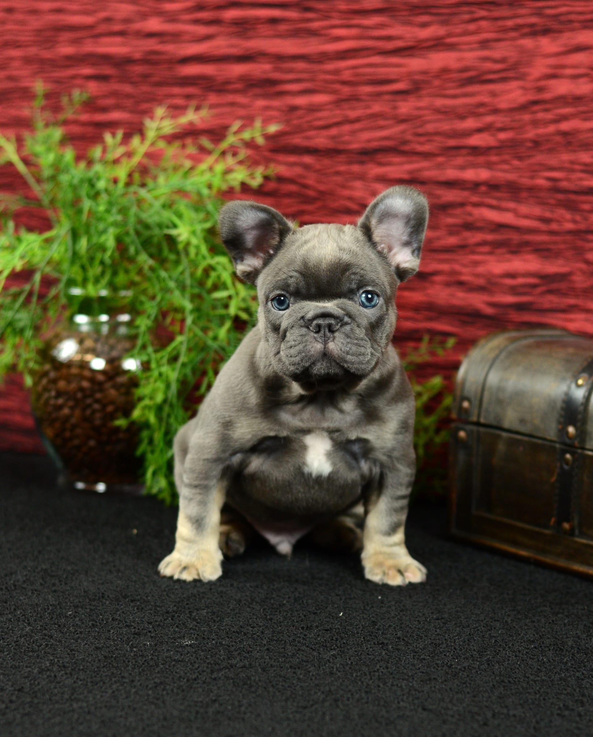 French Bulldog dogs for sale: Benji - Image 10