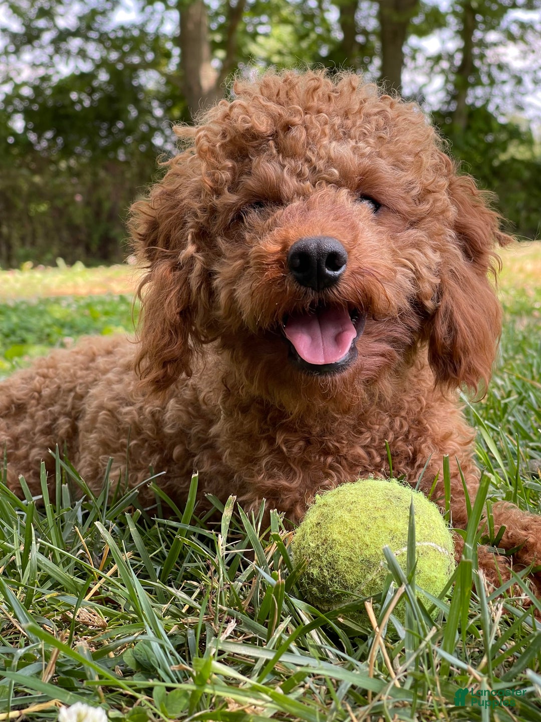 Cocker Spaniel dogs for sale: Mitch - Image 5