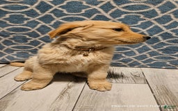 Golden Retriever dogs for sale: Golden Retriever - Image 20