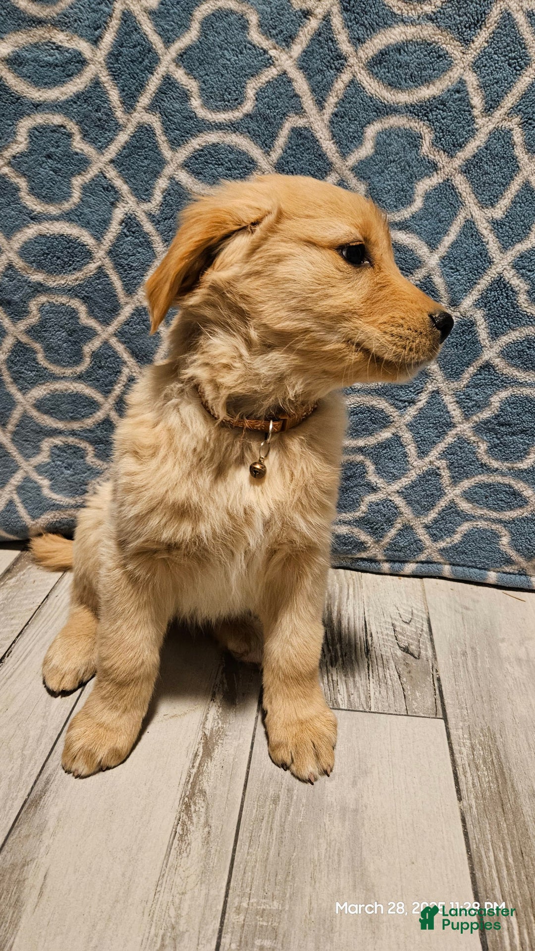 Golden Retriever dogs for sale: Golden Retriever - Image 20