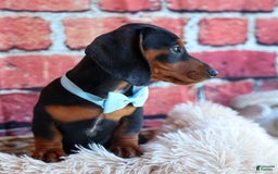 Miniature Dachshund dogs for sale: Sparky - Image 10