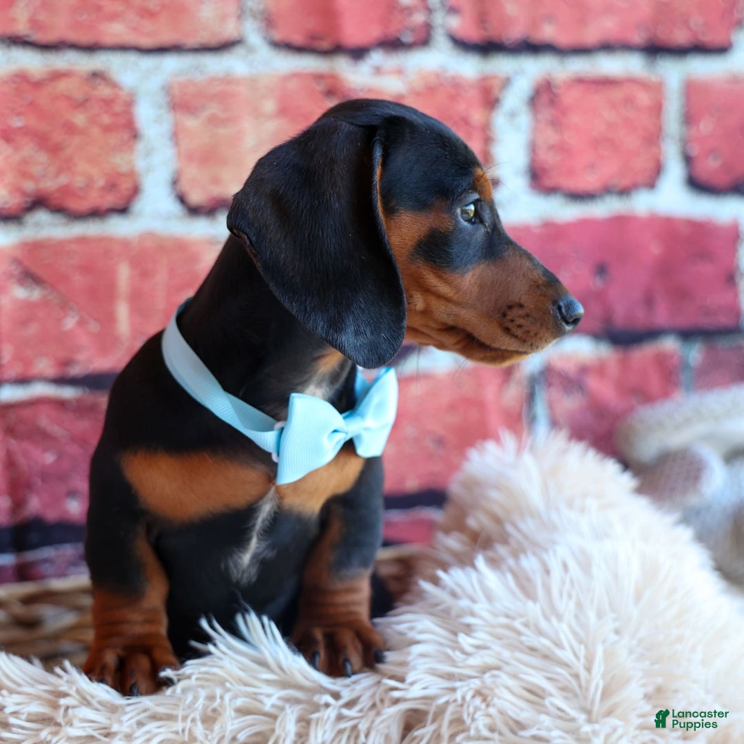 Miniature Dachshund dogs for sale: Sparky - Image 10