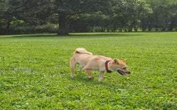 Shiba Inu dogs for sale: Rhett - Image 6