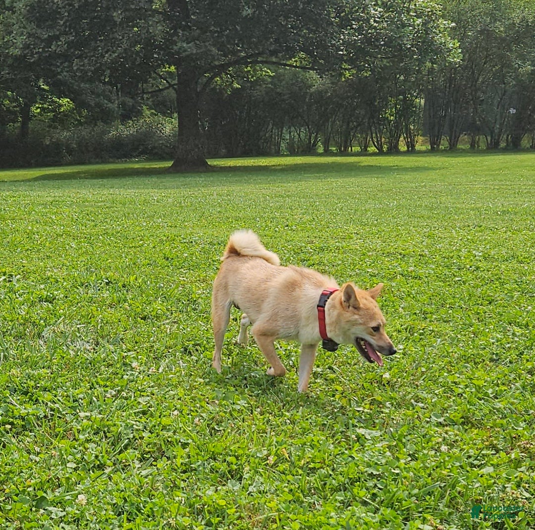 Shiba Inu dogs for sale: Rhett - Image 6