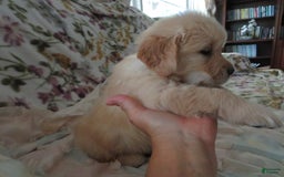 Golden Retriever dogs for sale: Hershey - Image 13