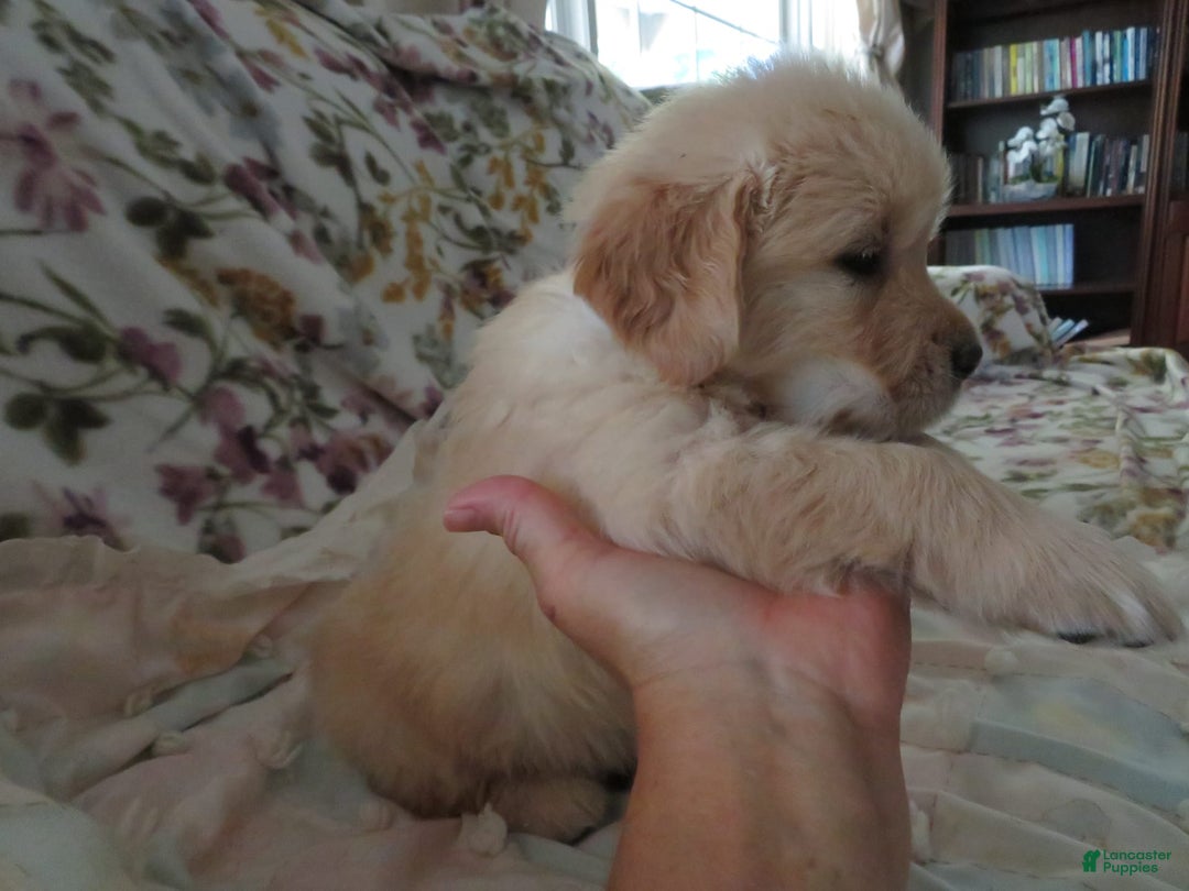 Golden Retriever dogs for sale: Hershey - Image 13