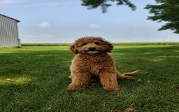 Mini Goldendoodle dogs for sale: Milo F1b - Image 3