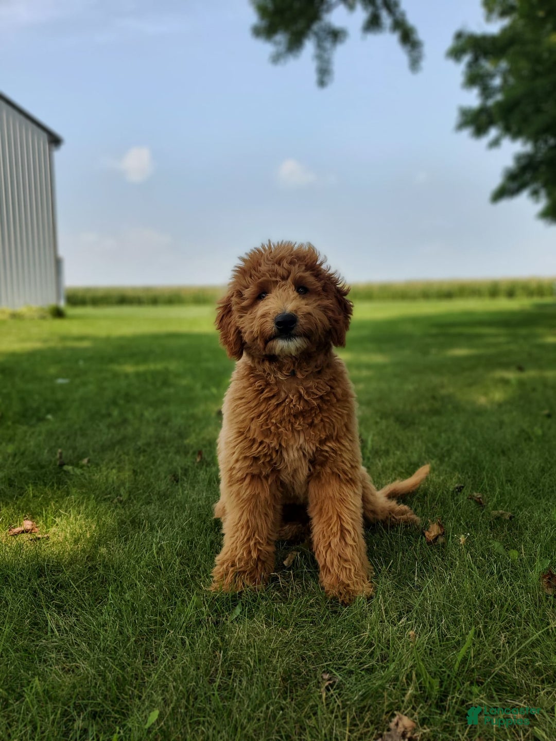 Mini Goldendoodle dogs for sale: Milo F1b - Image 3