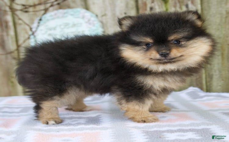 Pomeranian dogs for sale - Ad 1