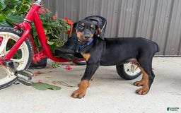 Doberman Pinscher dogs for sale: Mitch - Image 4