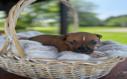 American Bully dogs for sale: Karma - Image 7