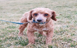 Cavapoo dogs for sale: Robin - Image 7