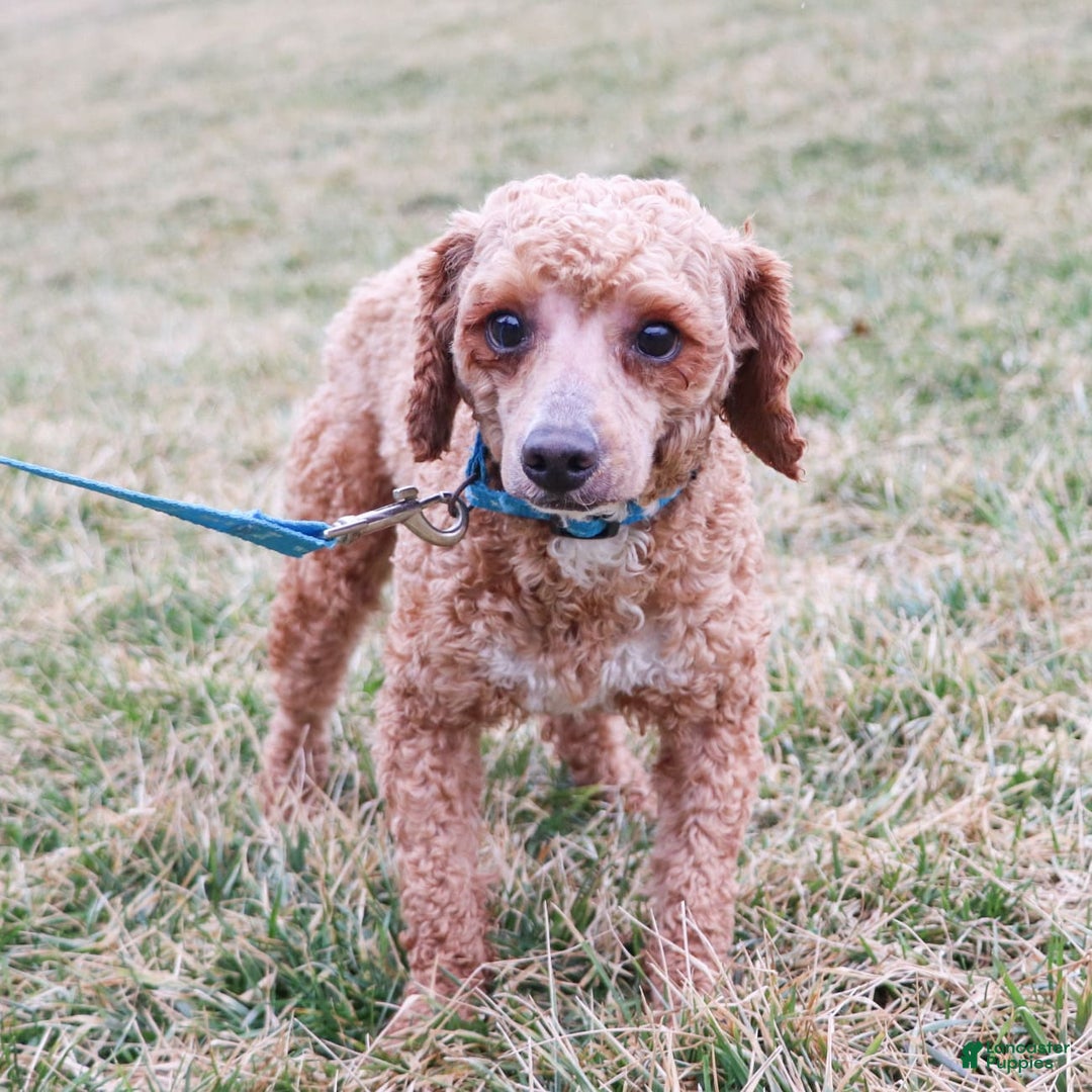 Cavapoo dogs for sale: Robin - Image 7