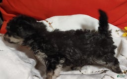 Maltipoo dogs for sale: Olive - Image 11