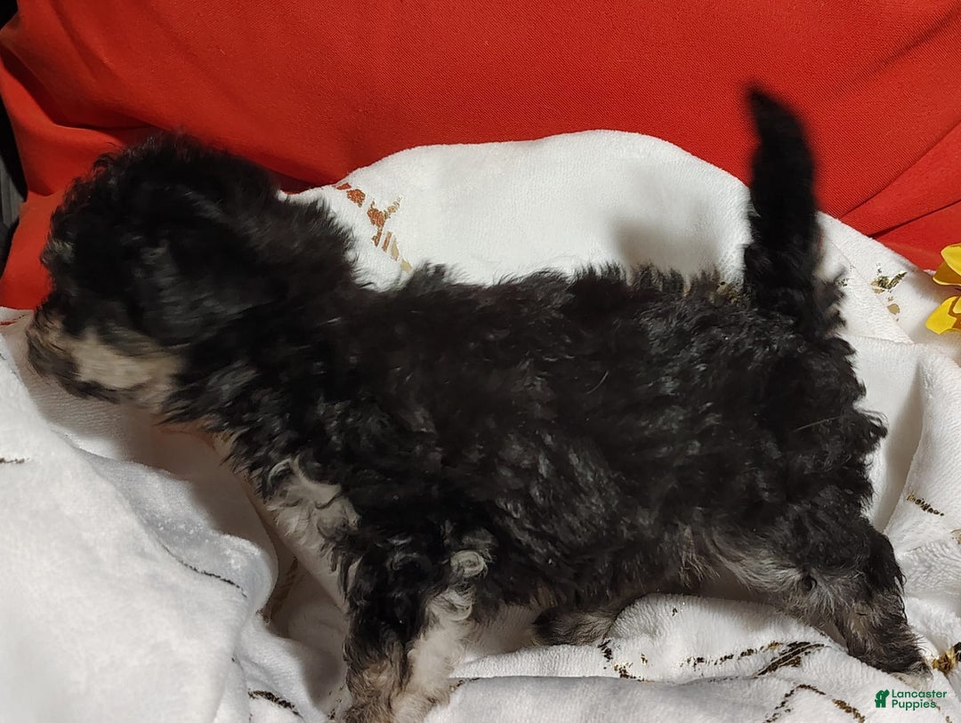Maltipoo dogs for sale: Olive - Image 11