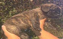 Cane Corso dogs for sale: Dark Blue - Image 3