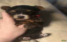 Yorkshire Terrier dogs for sale: Polly - Image 3