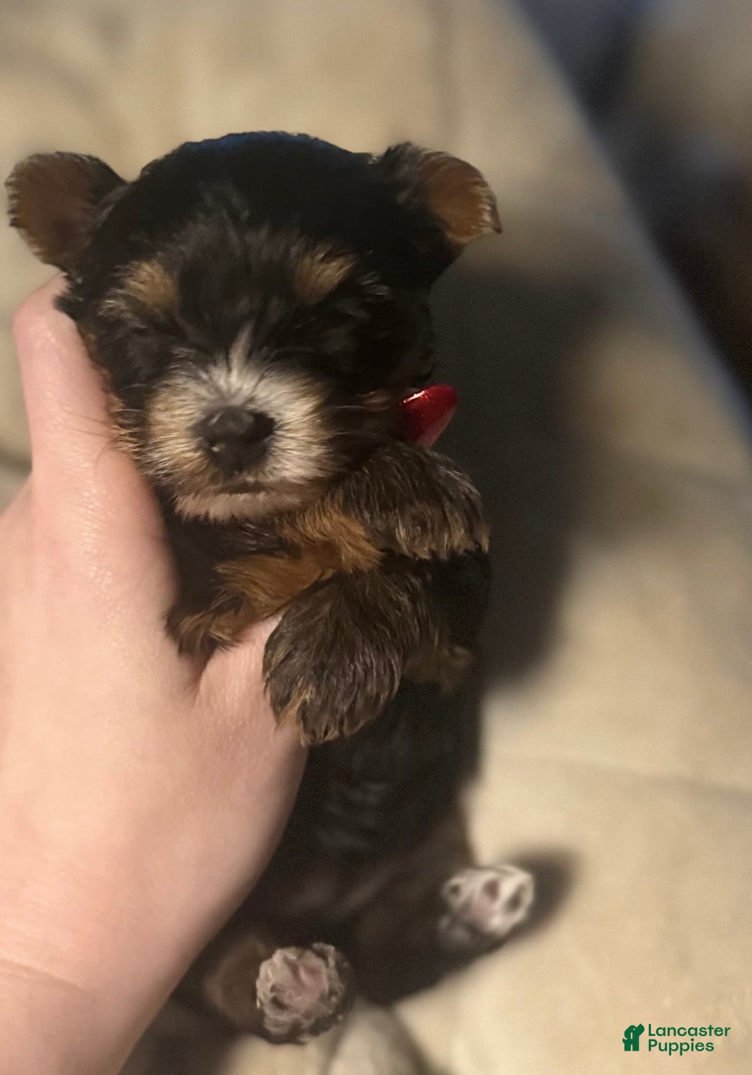 Yorkshire Terrier dogs for sale: Polly - Image 3
