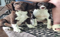 English Springer Spaniel dogs for sale: Jonie - Image 11