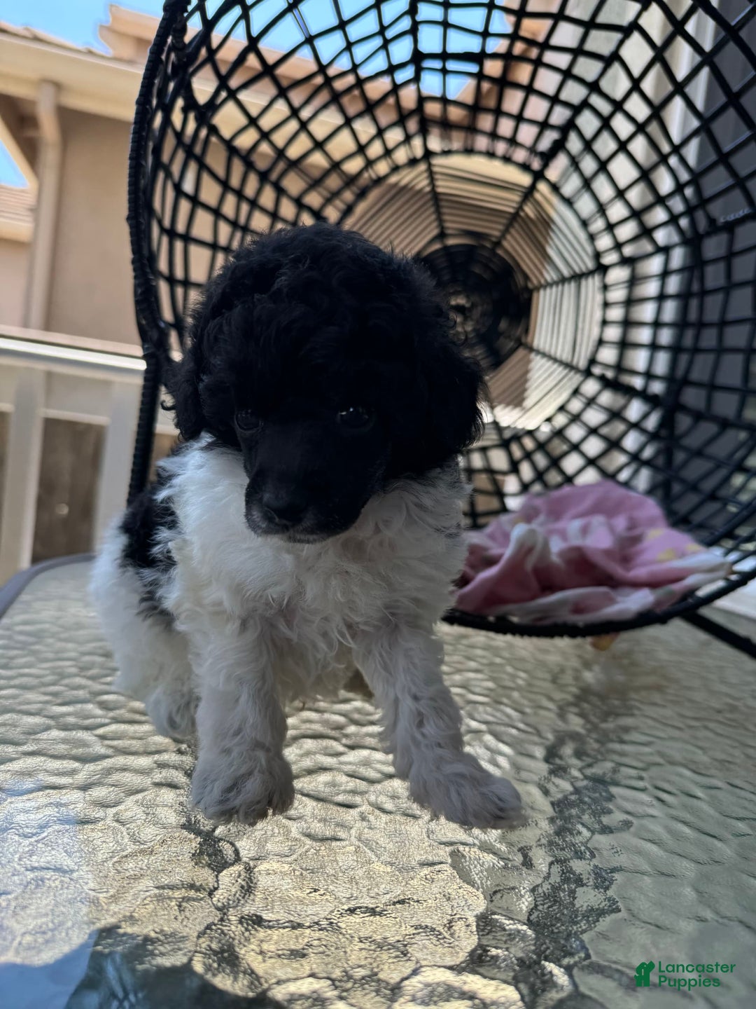Miniature Poodle dogs for sale: Iron Man - Image 6