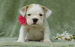 English Bulldog dogs for sale: Lilly - Image 2