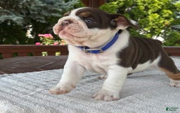 English Bulldog dogs for sale: Gisele - Image 14