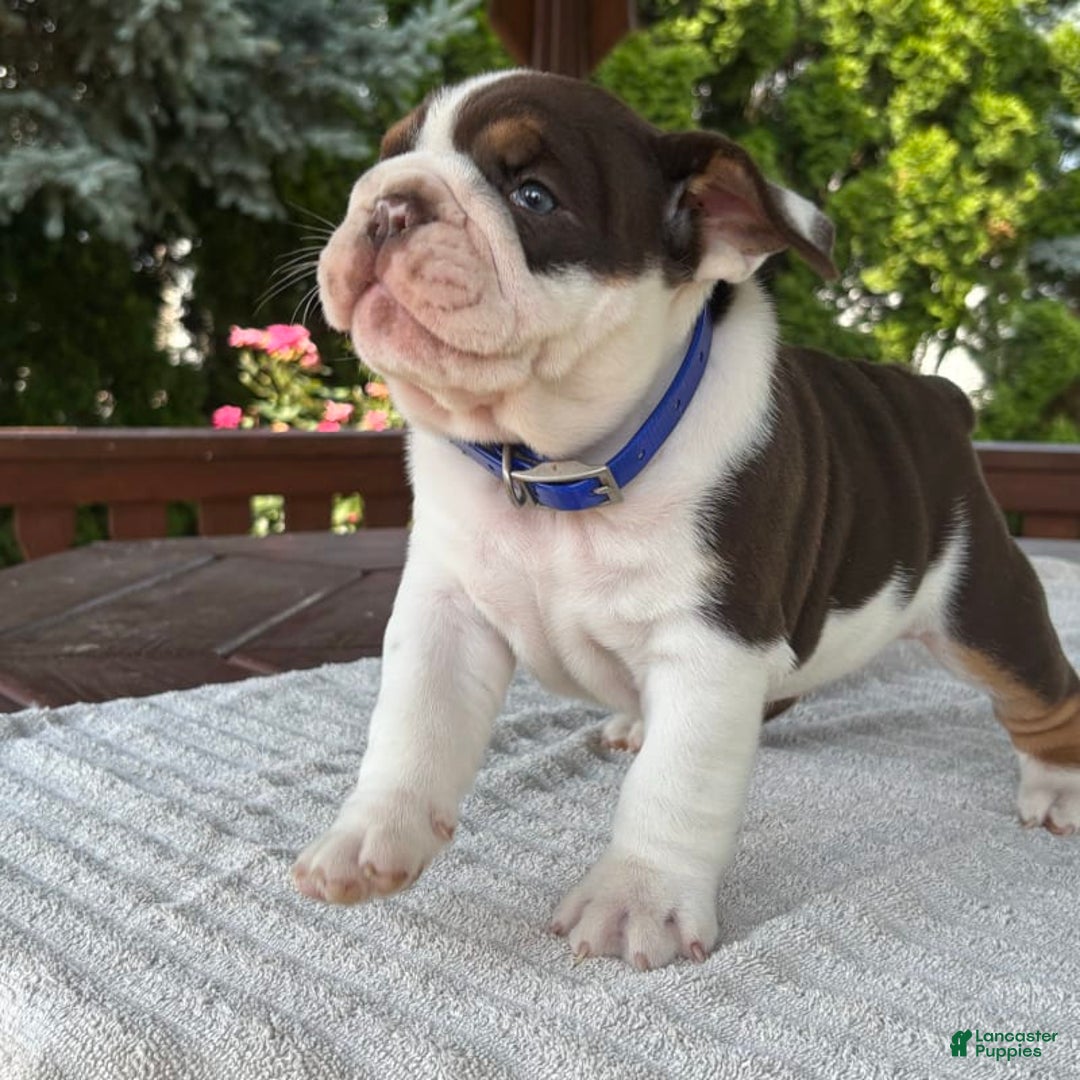 English Bulldog dogs for sale: Gisele - Image 14