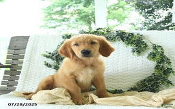 Golden Retriever dogs for sale: Anson - Image 13