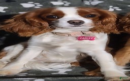 Cavapoo dogs for sale: Milkyway - Image 17