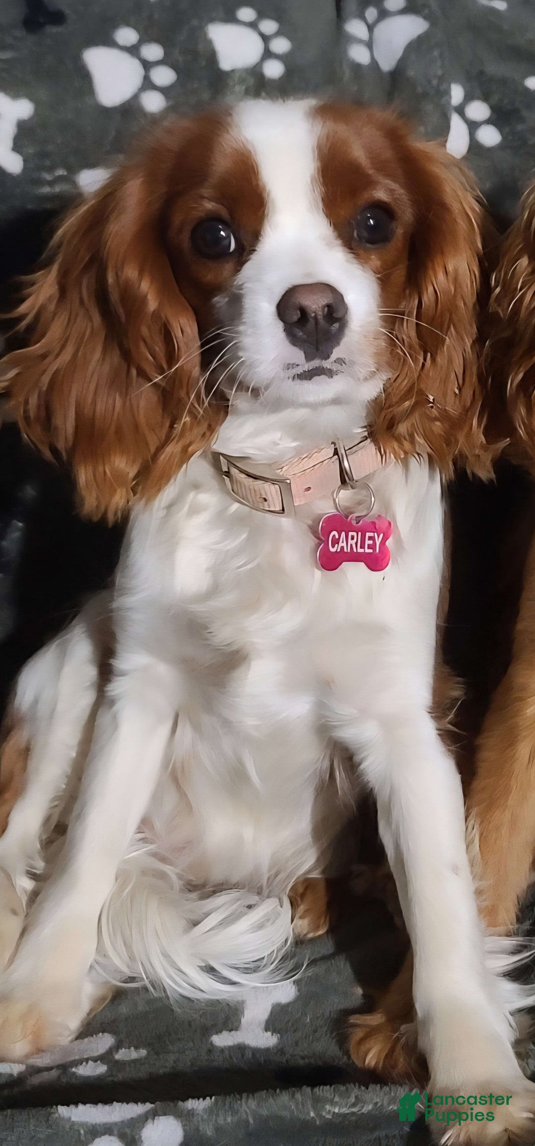 Cavapoo dogs for sale: Milkyway - Image 17