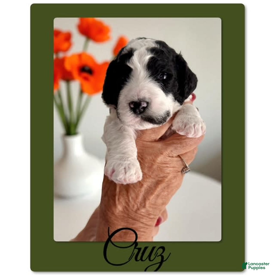 Bernedoodle dogs for sale: Cruz - Image 5