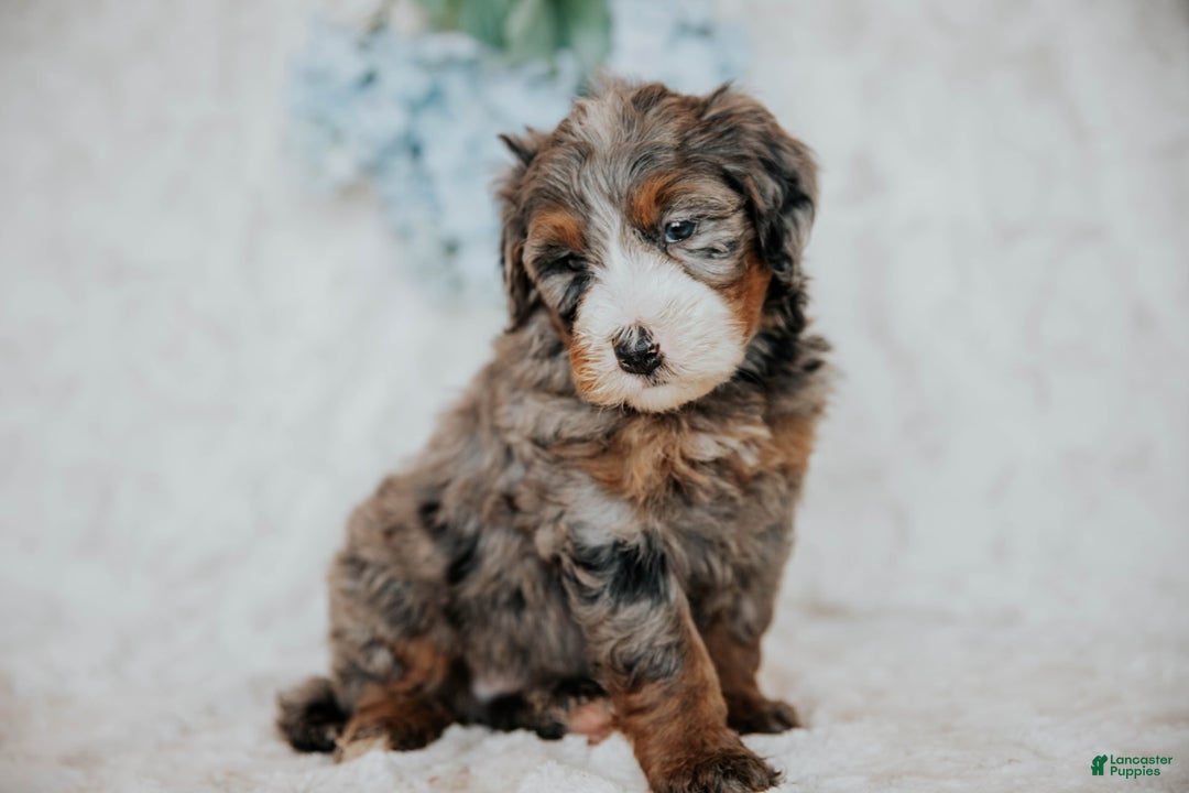 Mini Bernedoodle dogs for sale: Myles - Image 4