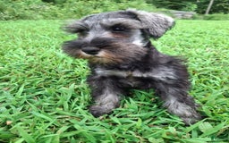 Miniature Schnauzer dogs for sale: Junior - Image 9