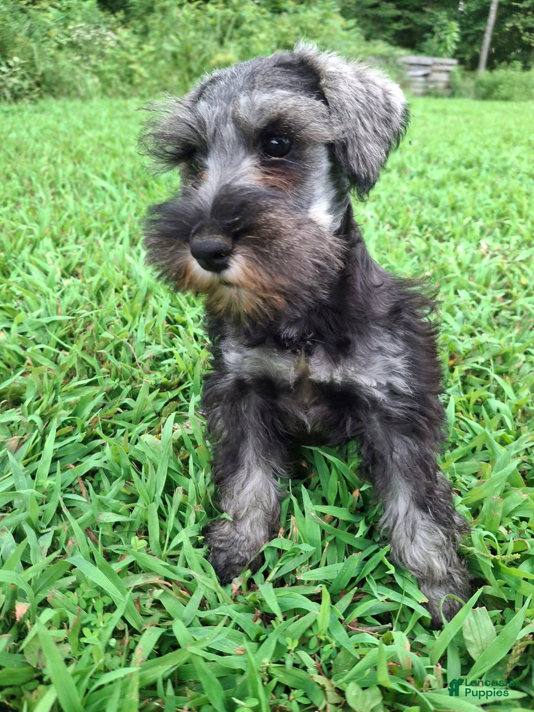 Miniature Schnauzer dogs for sale: Junior - Image 9