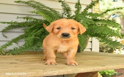 Golden Retriever dogs for sale: Milo - Image 3