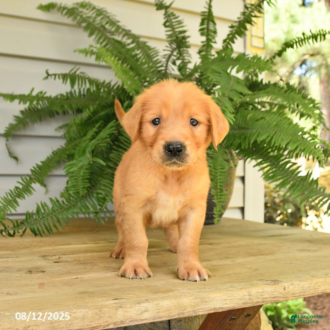 Golden Retriever dogs for sale: Milo - Image 3