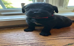 Cane Corso dogs for sale: Kane - Listing for pets: Kane, Luna, Samson, Lily, Scarlett, Max, Cookie, Jack - Image 3