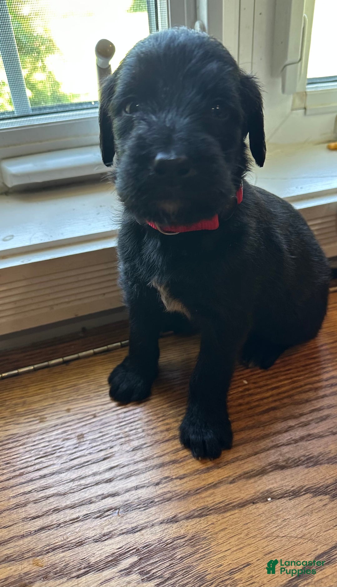 Cane Corso dogs for sale: Kane - Listing for pets: Kane, Luna, Samson, Lily, Scarlett, Max, Cookie, Jack - Image 3