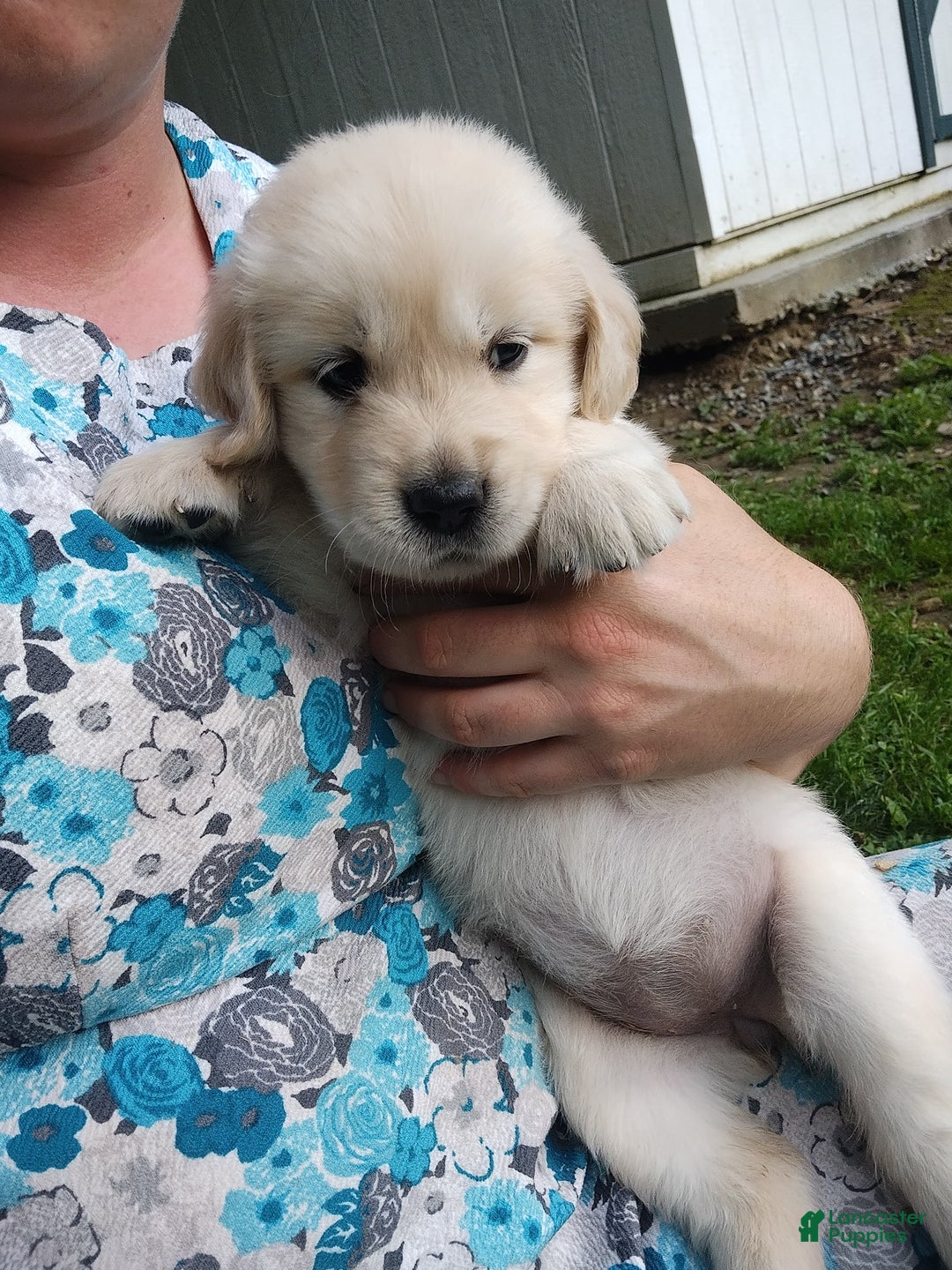 Golden Retriever dogs for sale: Pepper - Image 15