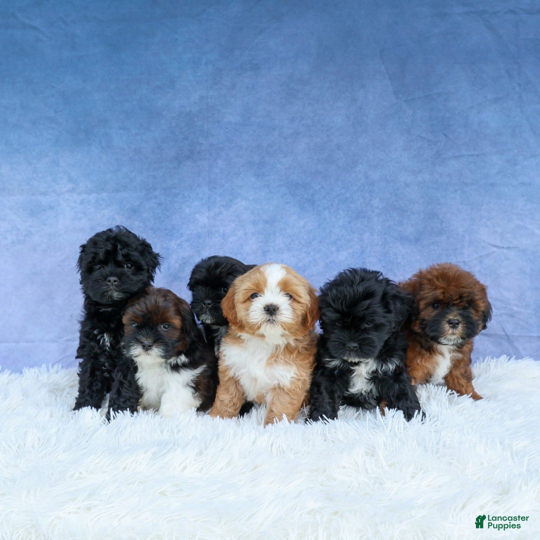 Shihpoo dogs for sale: Kia - Image 6